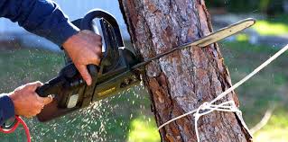 How Our Tree Care Process Works  in Lake Tapps, WA